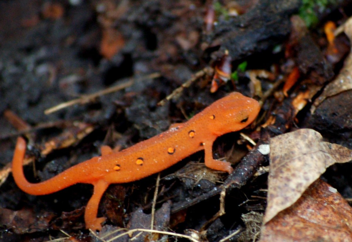 Оранжевая саламандра