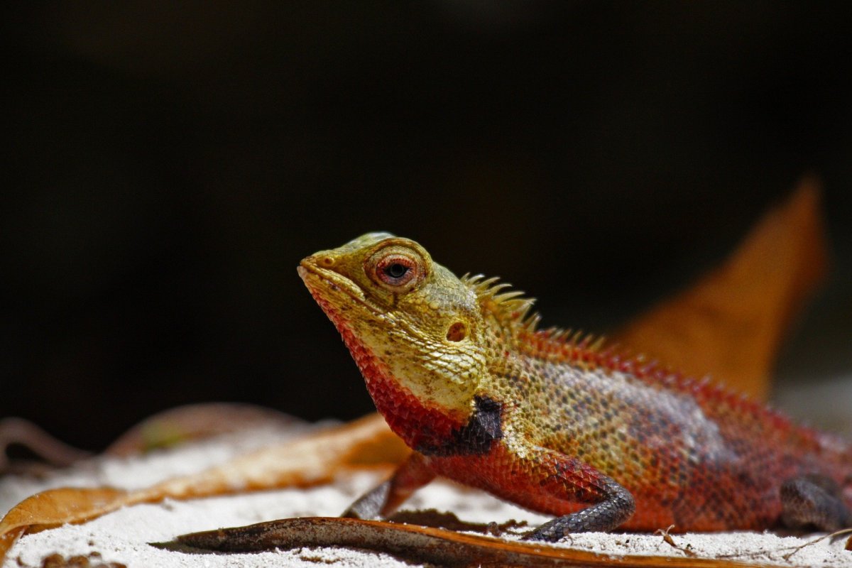 Розовая ящерица фото