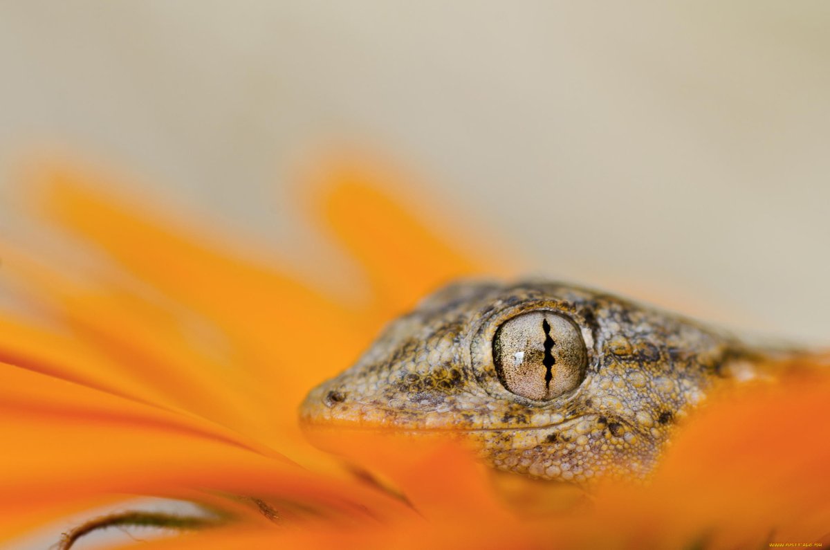 Ящерица с оранжевыми глазами