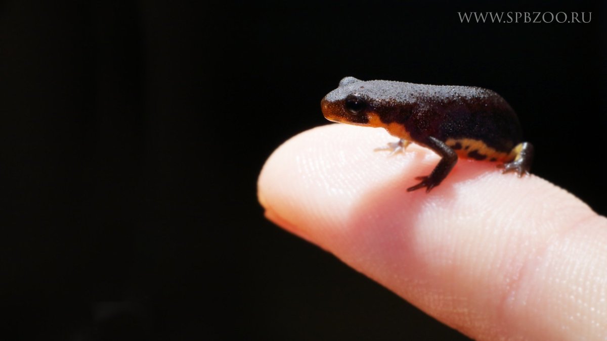 Карликовый Тритон краснобрюхий