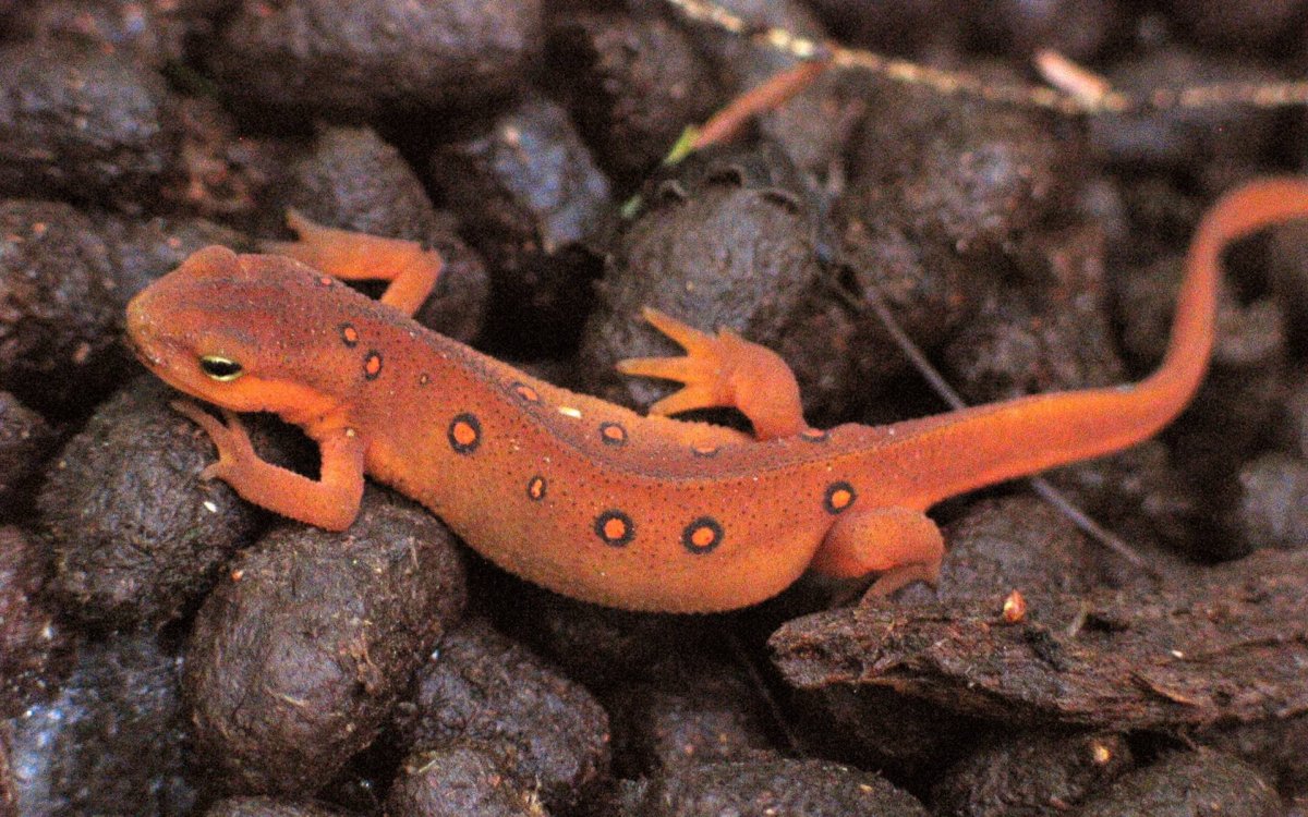 Саламандра — Огненная ящерица