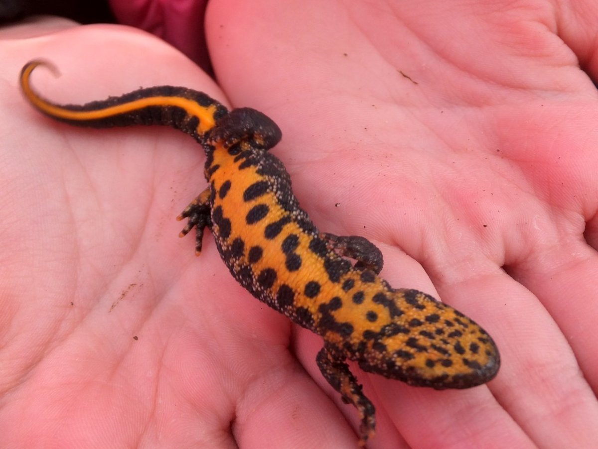 Тритон Земляной черный