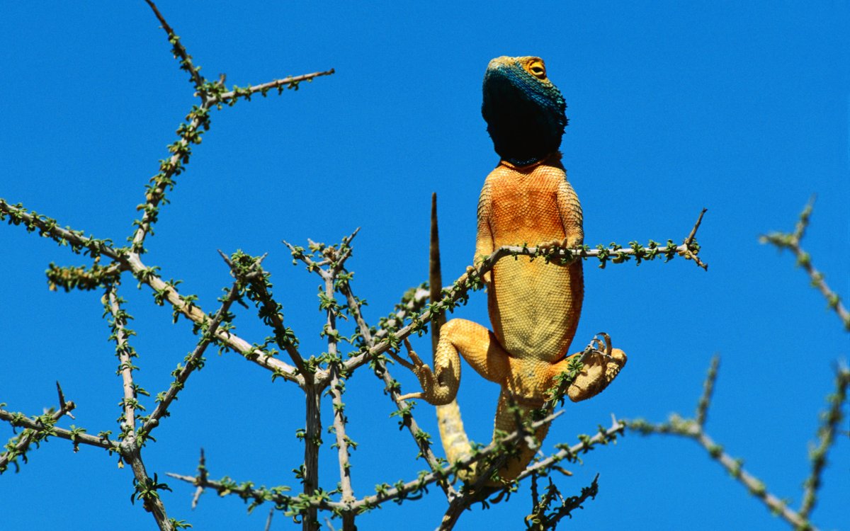 Ящерица с желтым брюхом