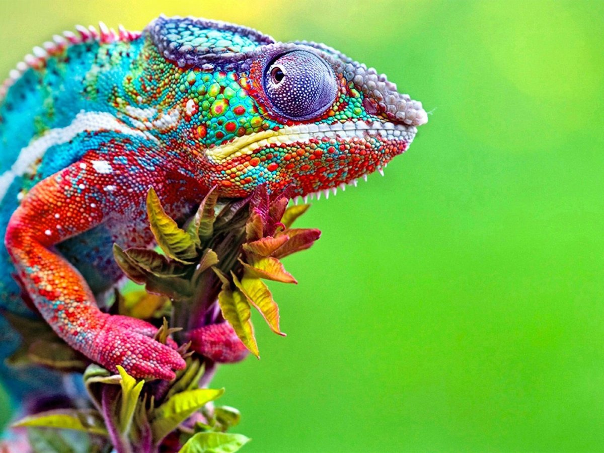 Пантеровый хамелеон самка