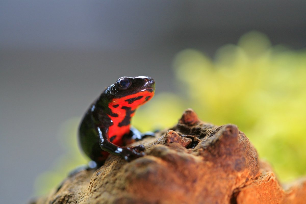 Тритон Огненный краснобрюхий