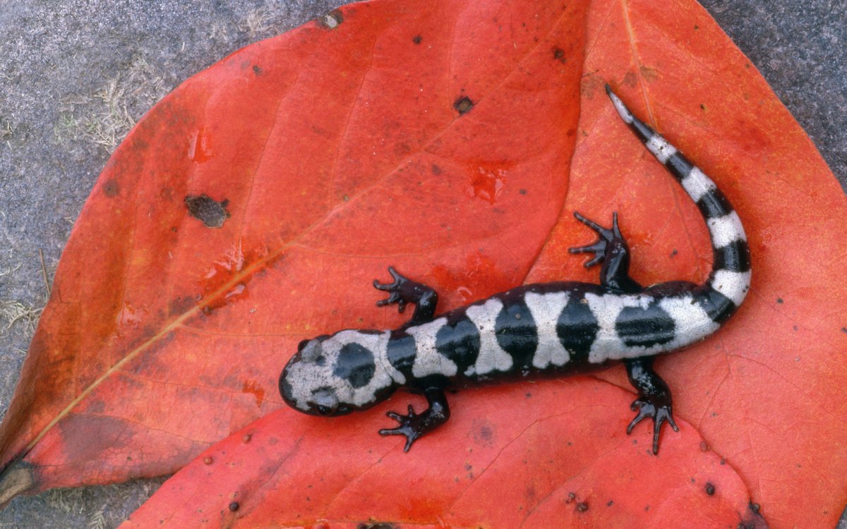 Тритон полосатый