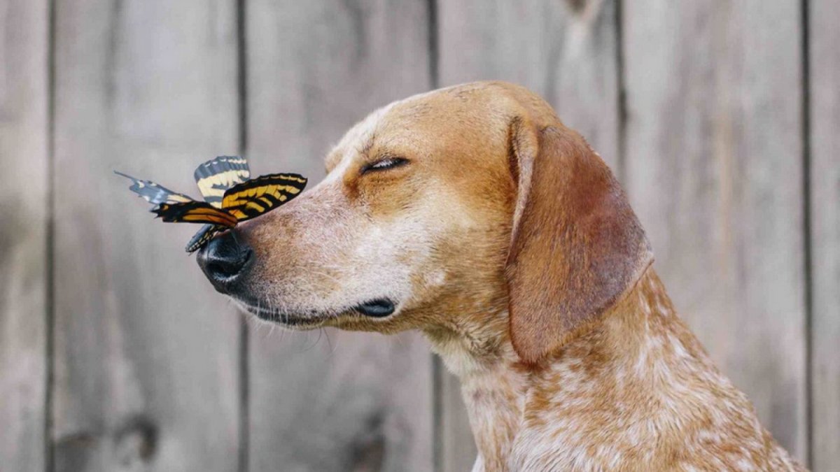 Улыбающиеся животные