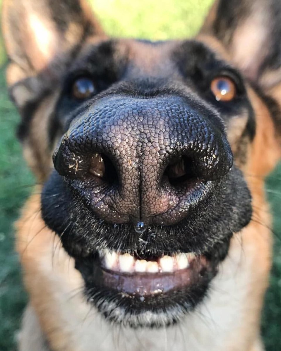 Собака муравьед