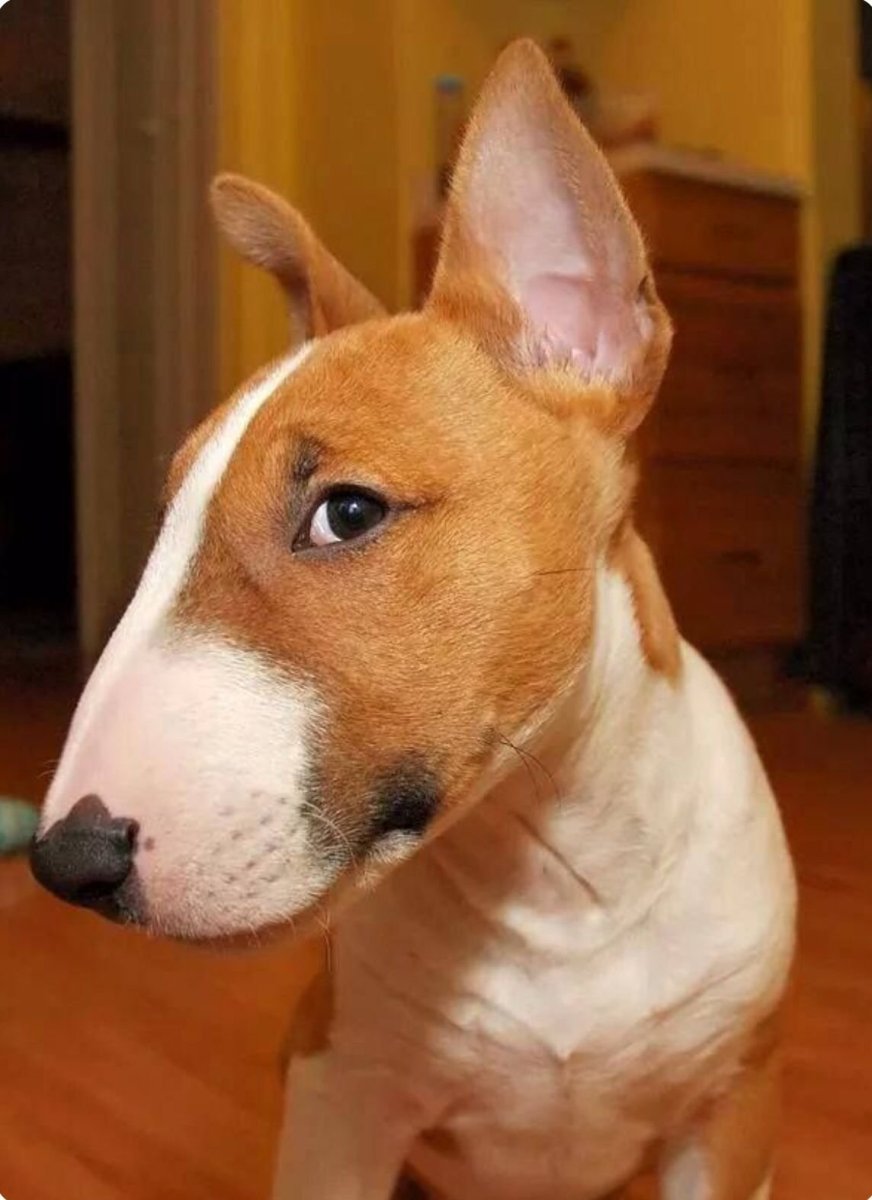 Эльке Фогельзанг