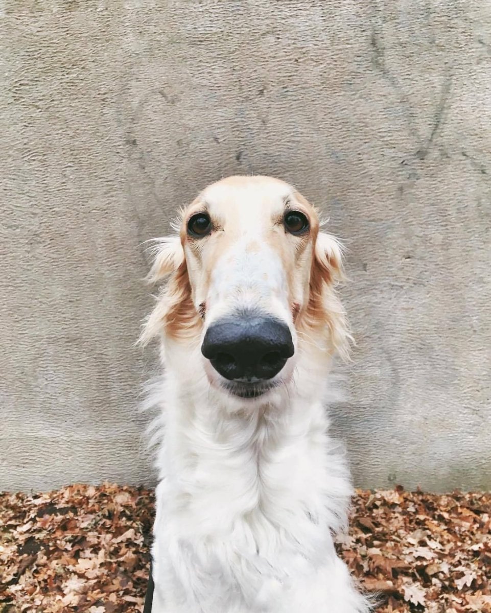 Эрис порода собак