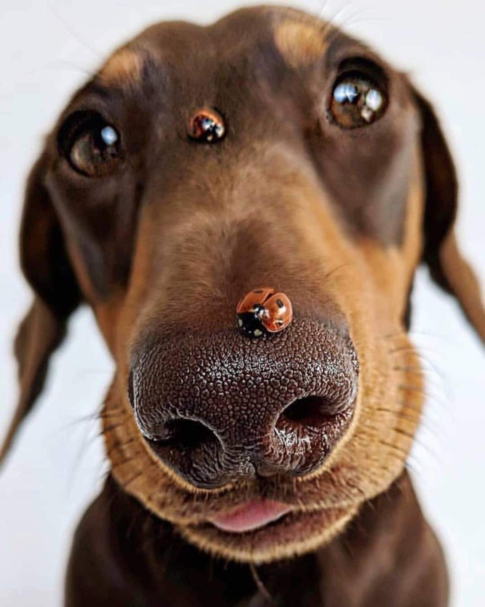 Смешной собачий нос