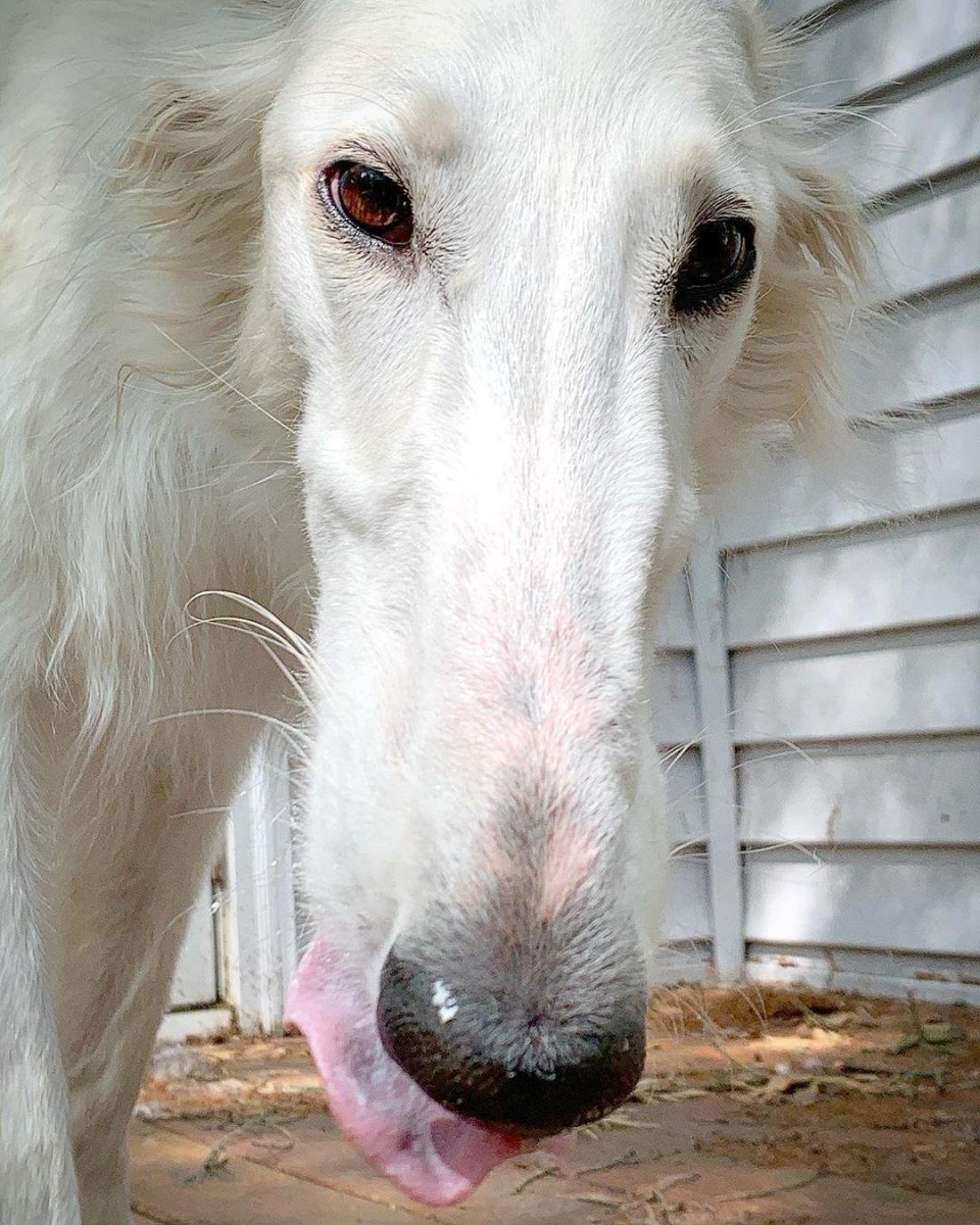 Кунхаунд Мэдди