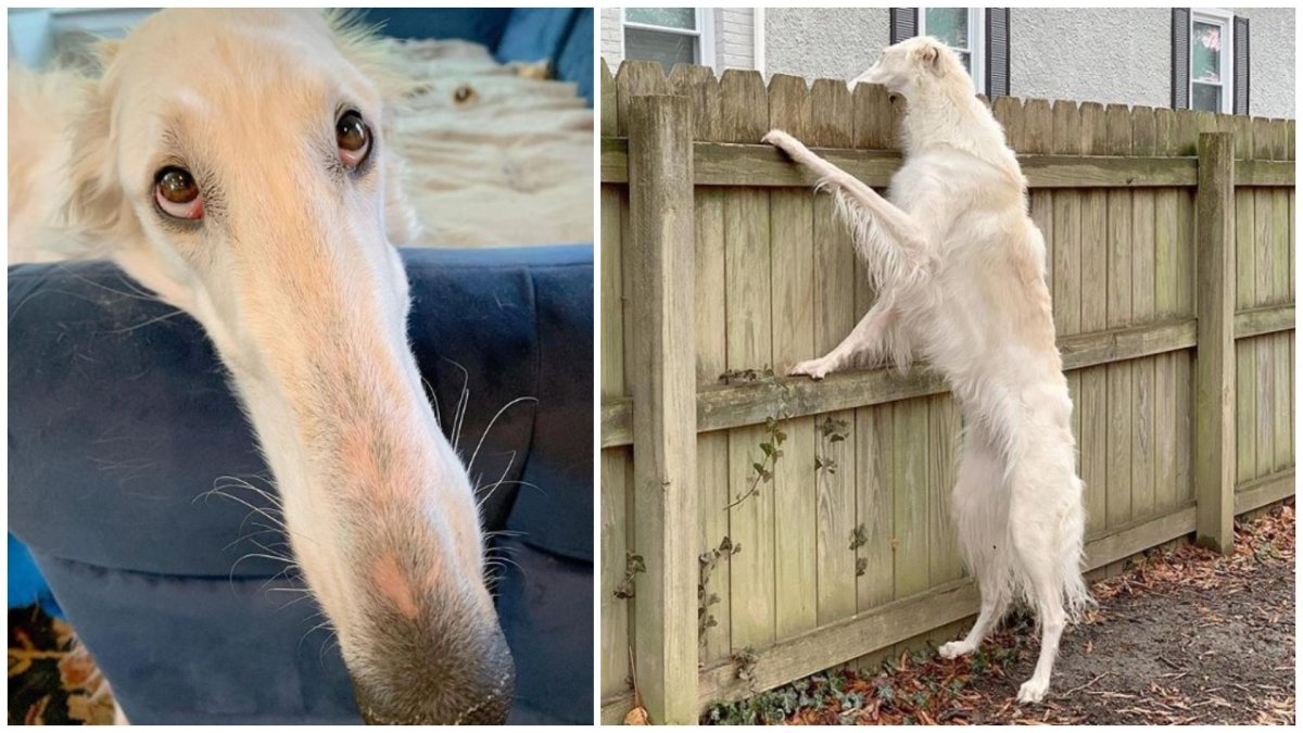 Русская псовая борзая Эрис