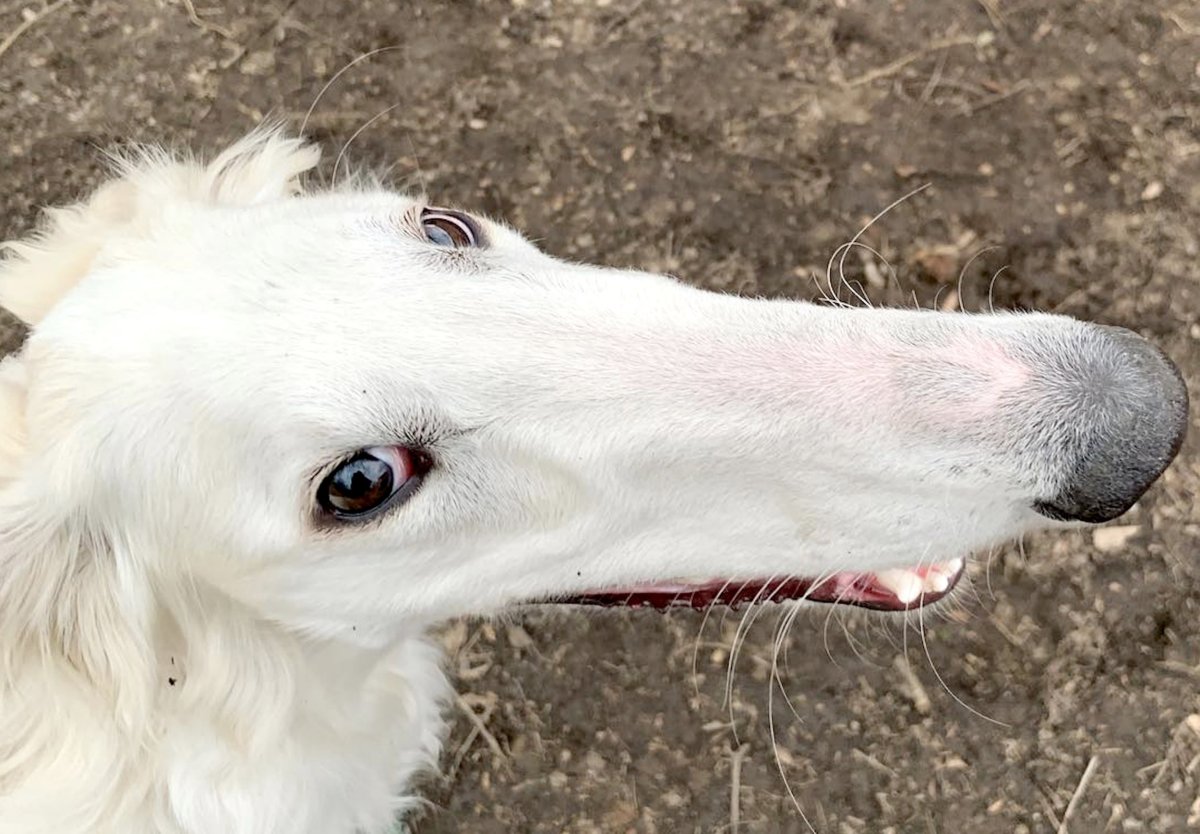 Борзая Эрис с самым большим носом