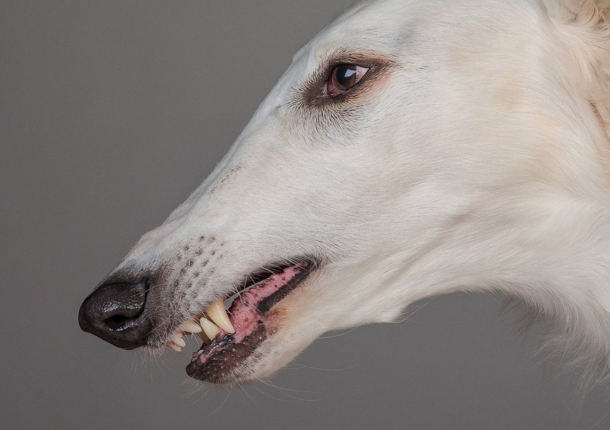 Смешная морда таксы