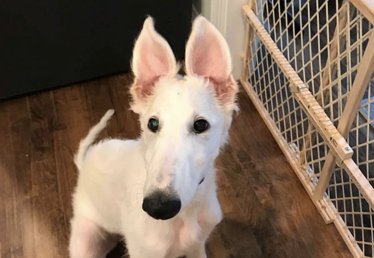 Нос собаки в кадре