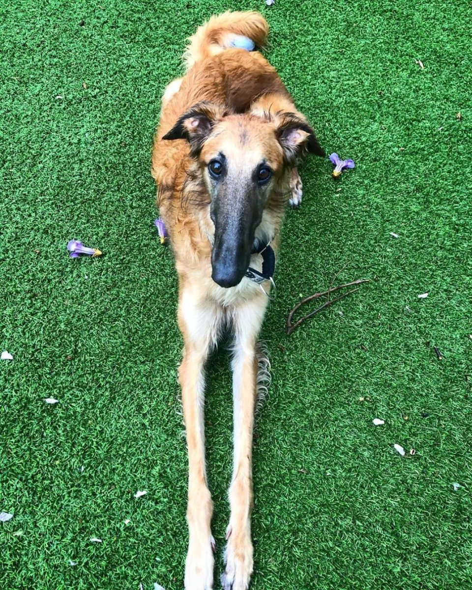 Шишколобый Гнидодав