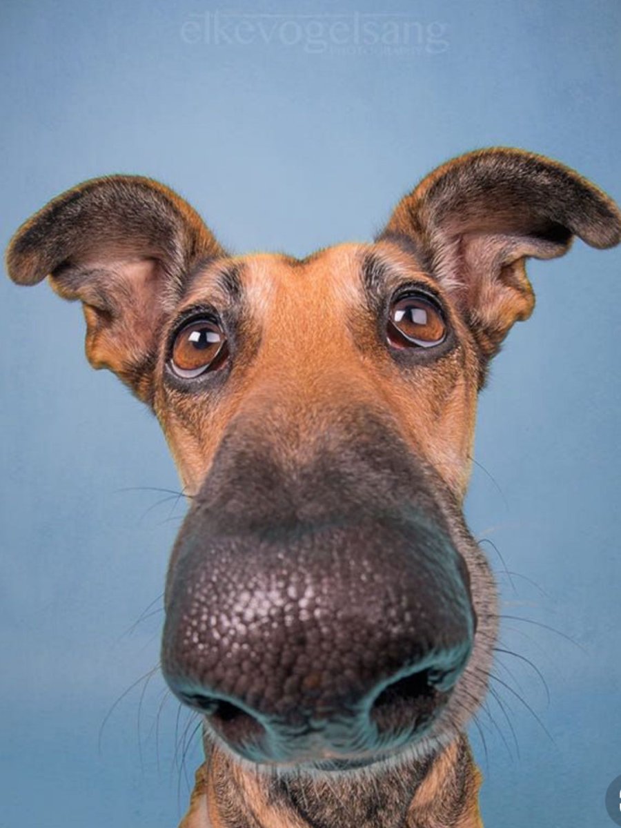 Такса морда