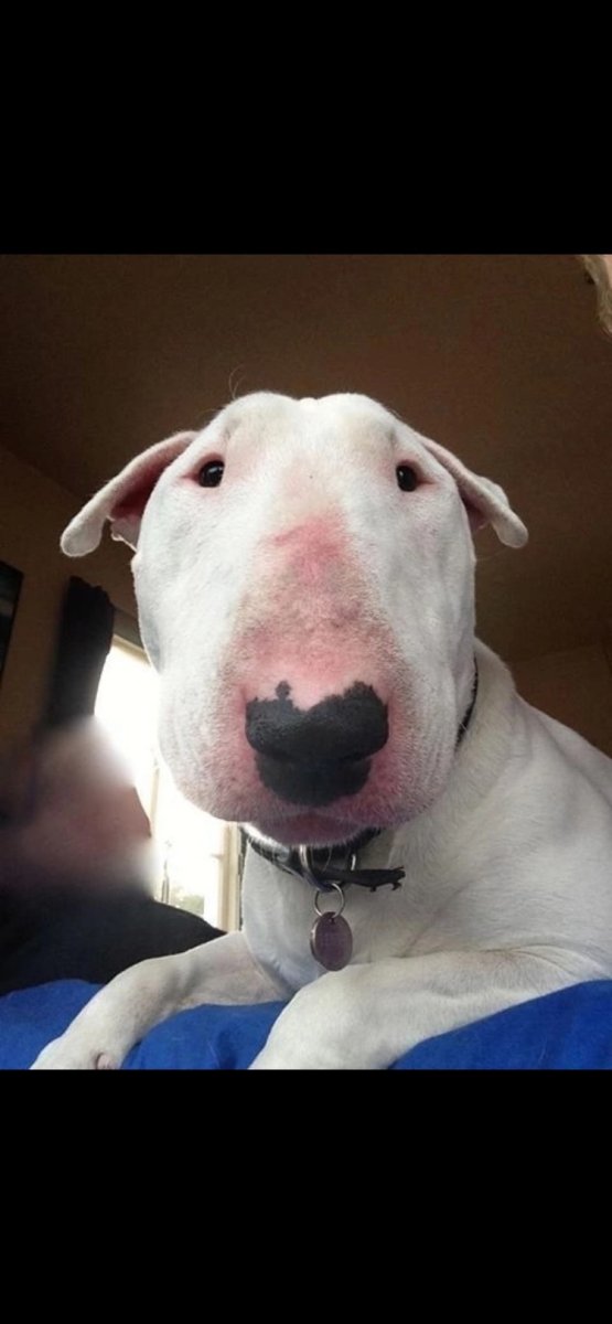 Бультерьер злой Бойцовский