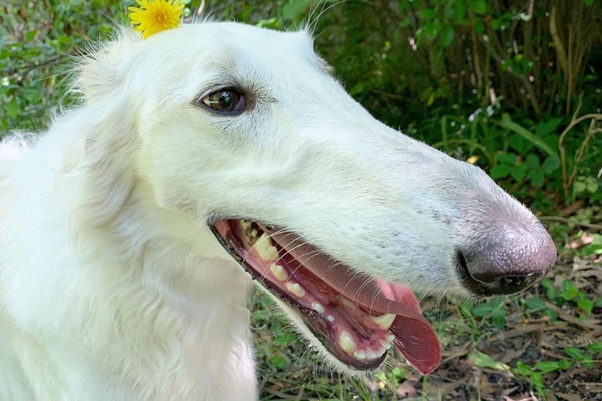 Бассет хаунд