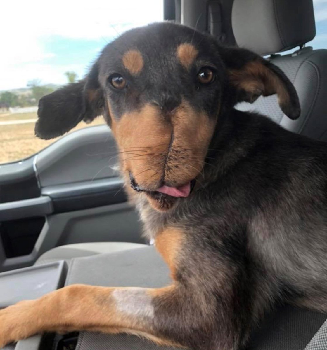 Кучерявый бультерьер