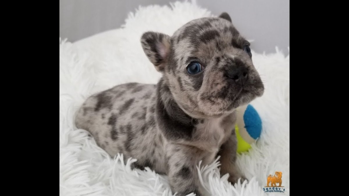 Французский бульдог Мерле