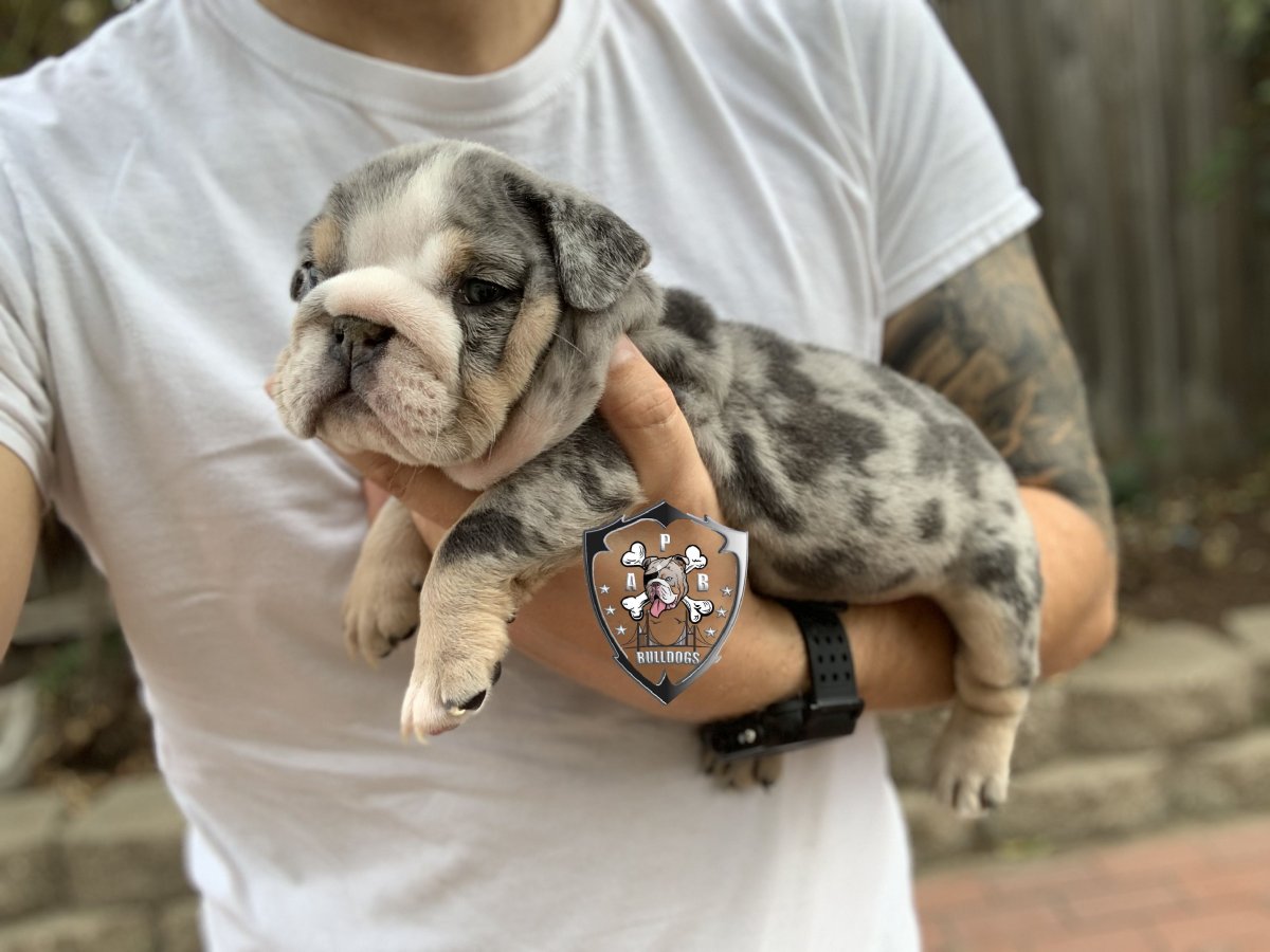 Шоколадный Мерль французский бульдог