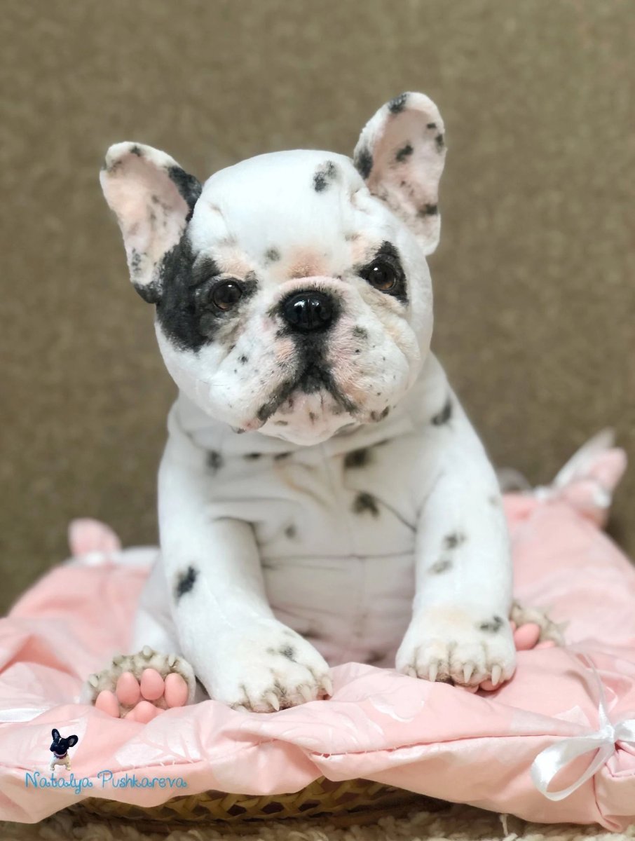 Французский бульдог белый с голубыми глазами