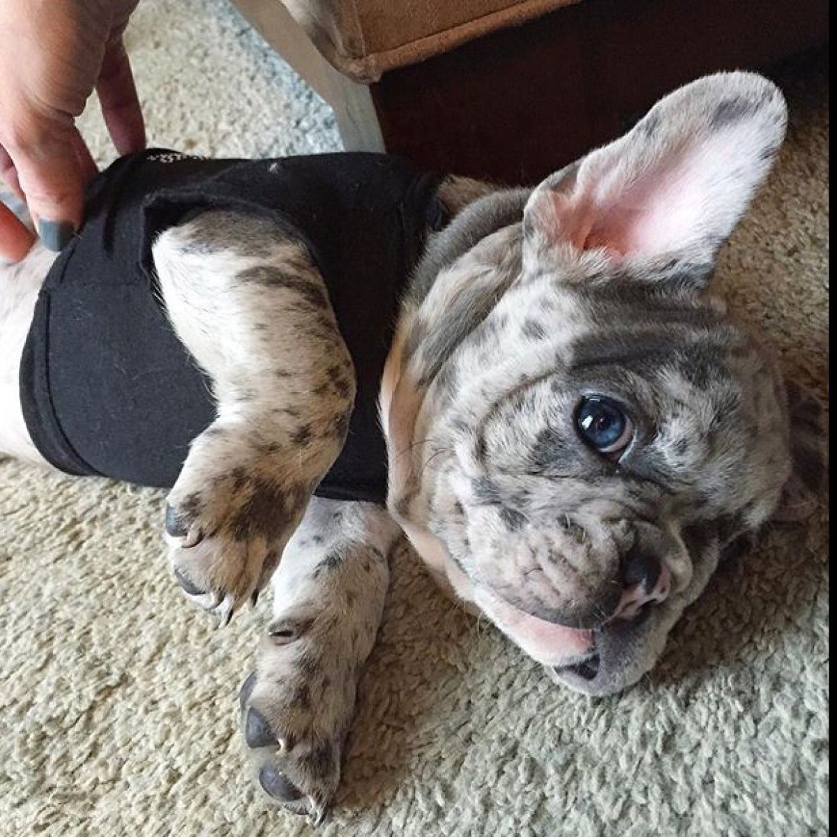 Французский бульдог Блю Мерль