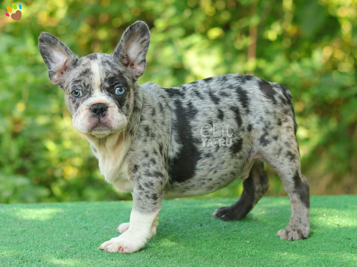 Голубо подпалый французский бульдог