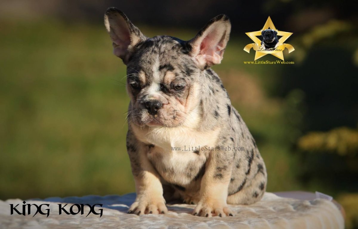 Французский бульдог голубой Мерле