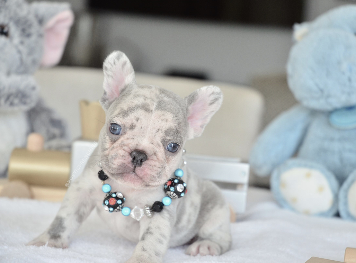 Магнолия щенок