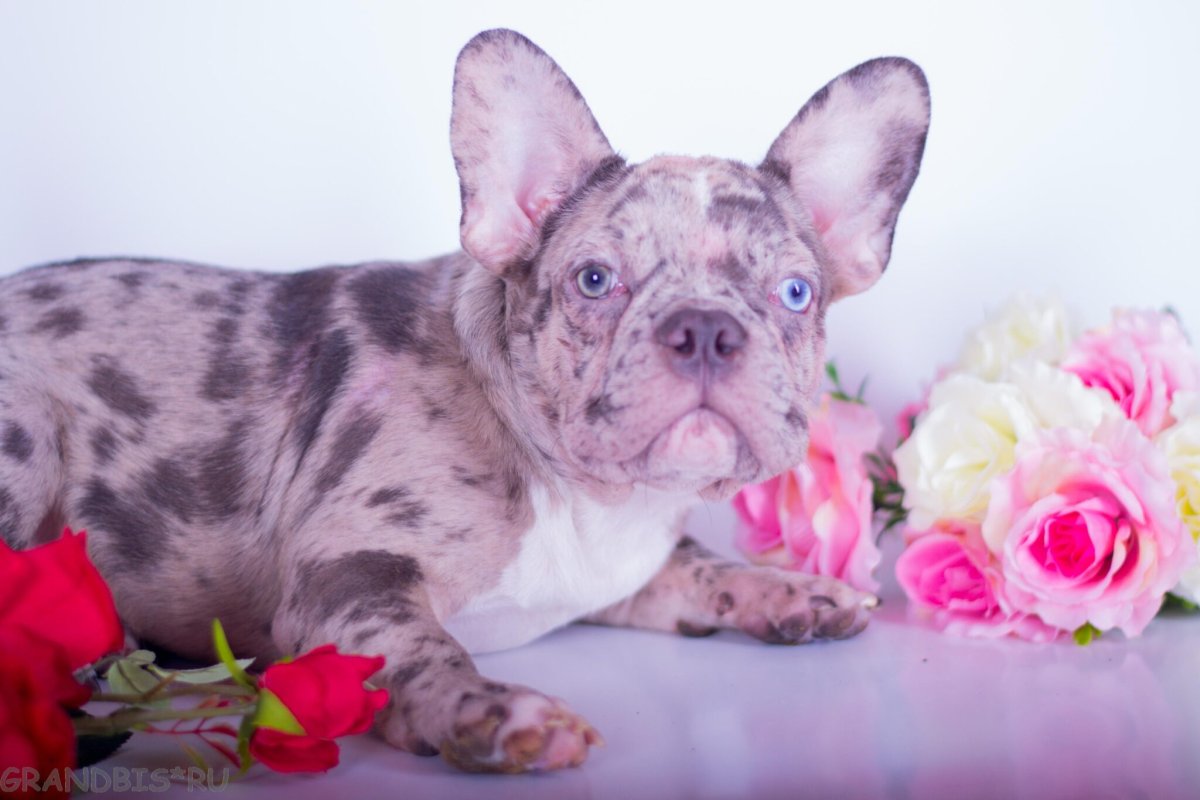 Французский бульдог Лилак