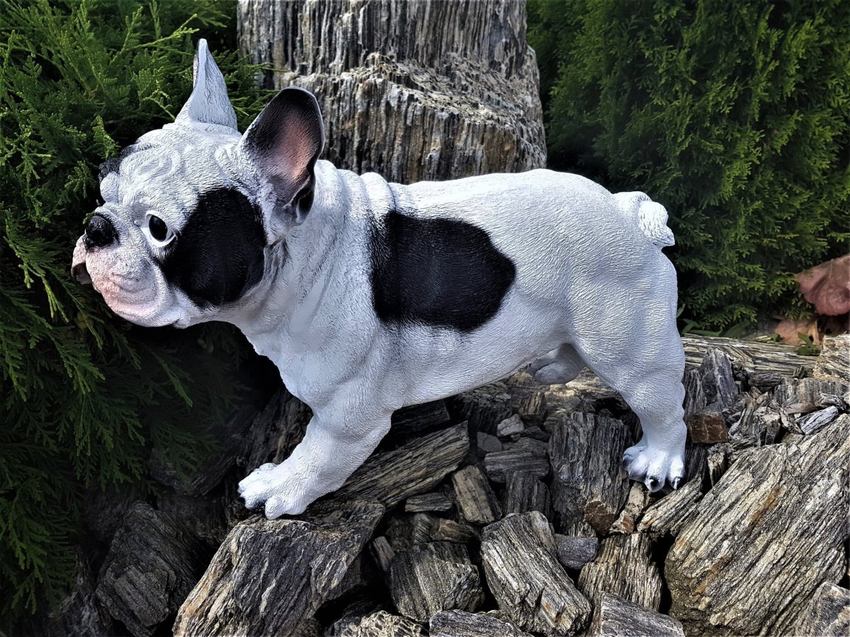 Английский бульдог Мерль