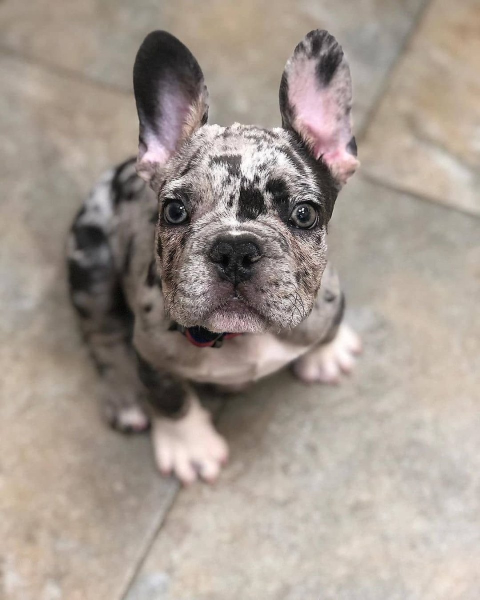 Французский бульдог Лилак