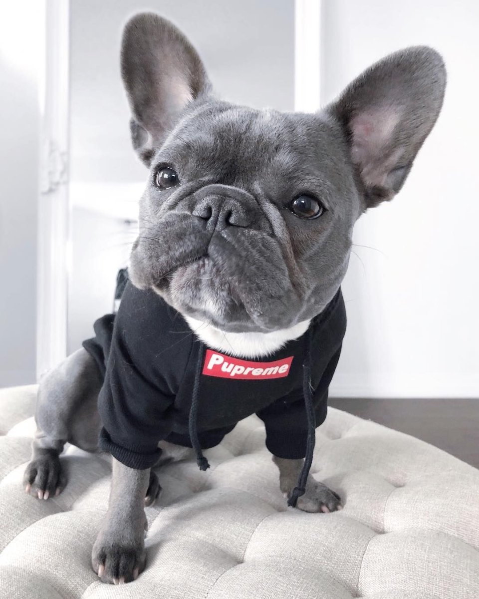 Питомник Голден Флайт французские бульдоги