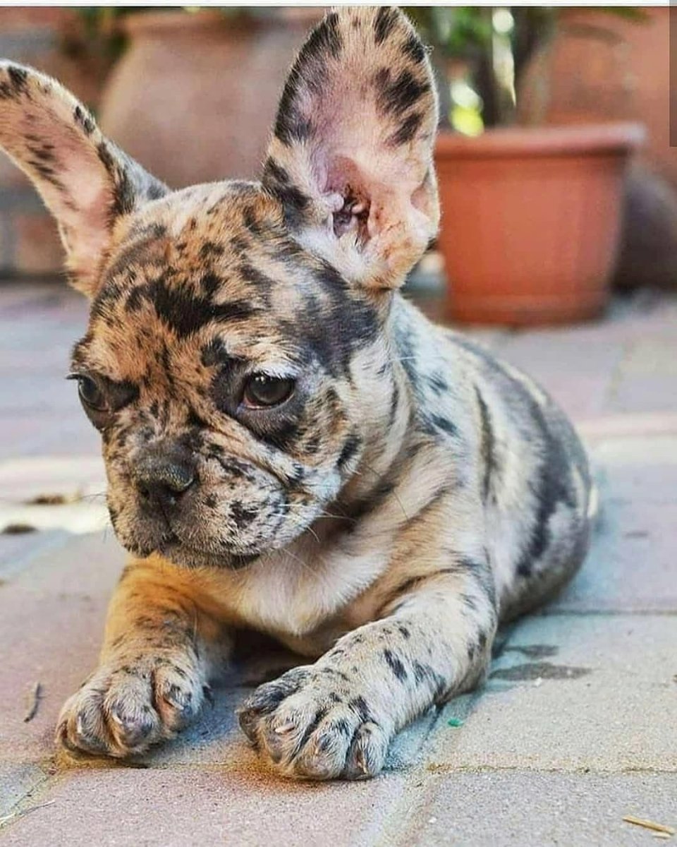 Французский бульдог мраморный