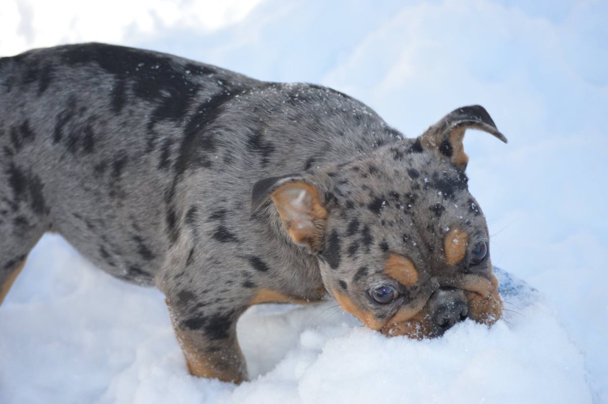 Холка у французского бульдога