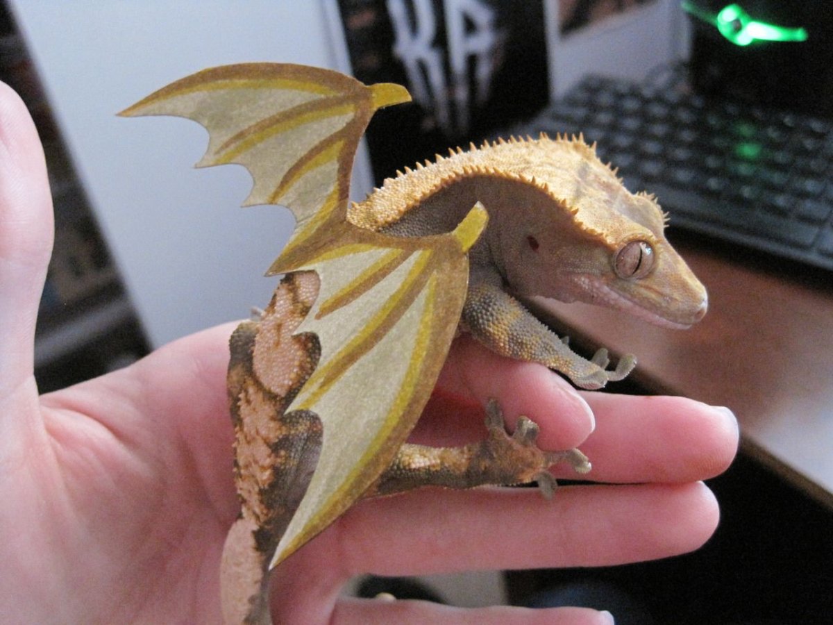 Ящерица дракон эублефар