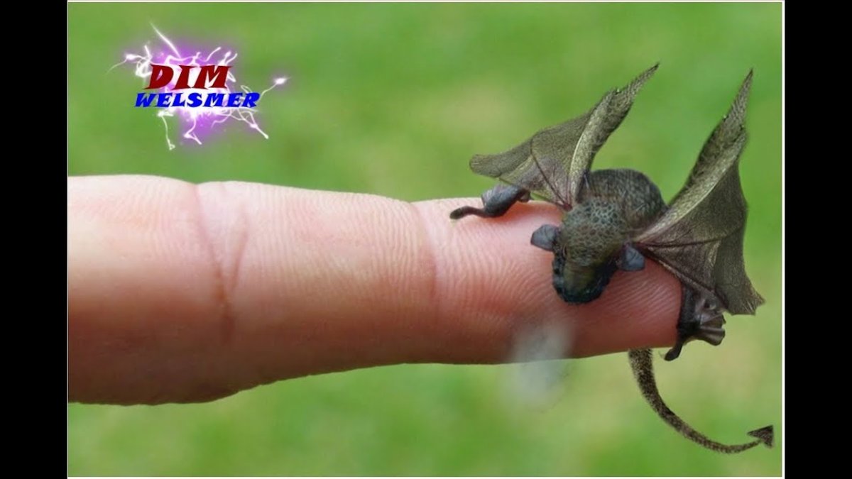 Дракон маленький настоящий