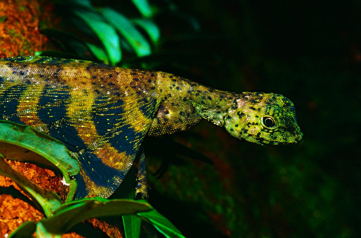 Летучий дракон Сулавеси Draco spilonotus