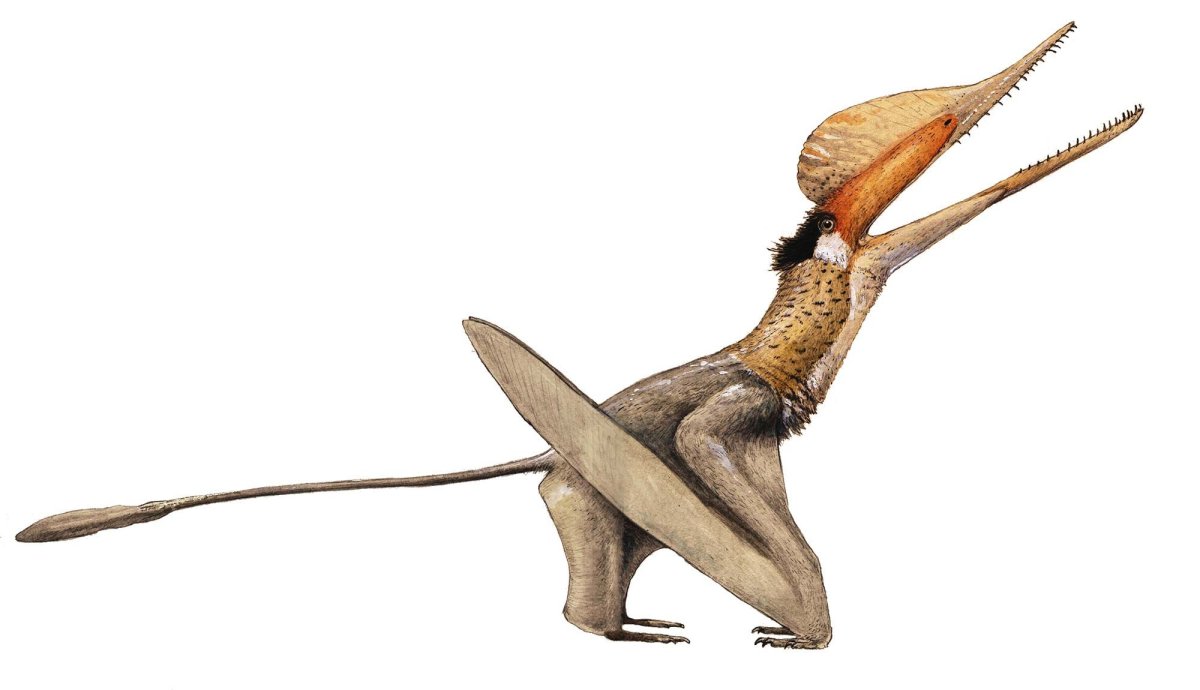 Птеродактиль Эволюция