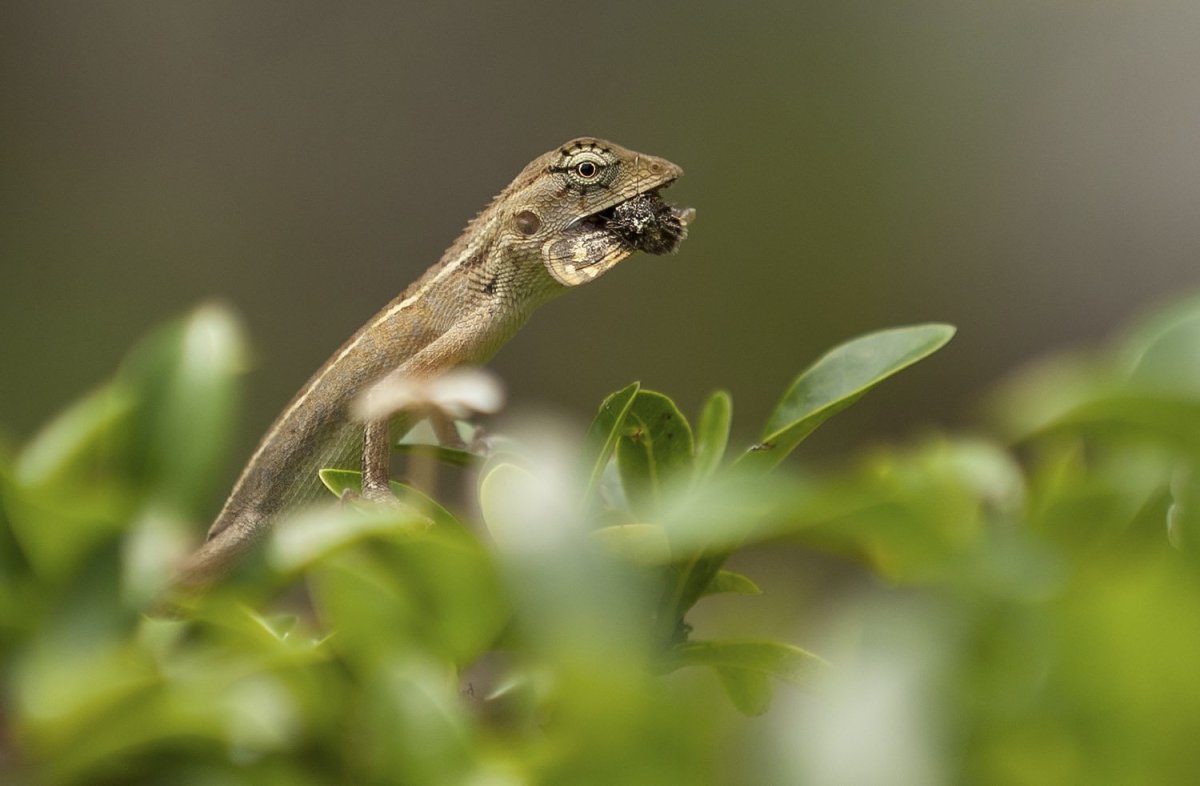 Ящерица ЛИСТОХВОСТ