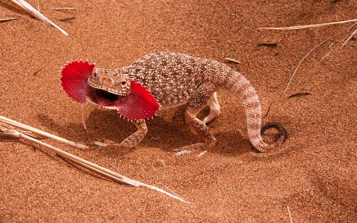 Ящерица круглоголовка в пустыне