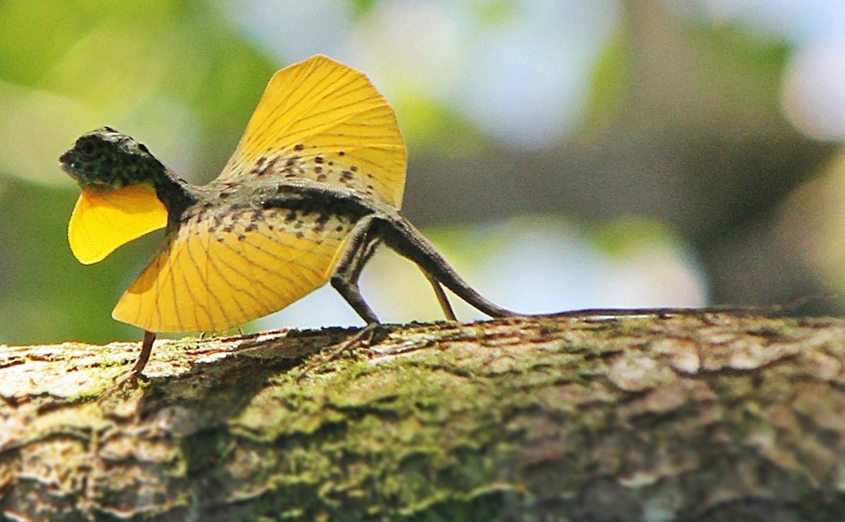 Агама Летучий дракон