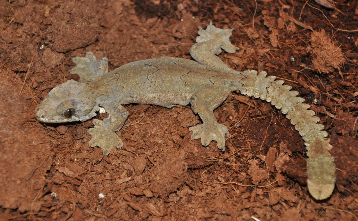 Лопастехвостый геккон Кюля Ptychozoon Kuhli