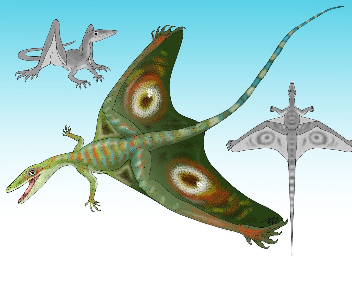 Триас шаровиптерикс