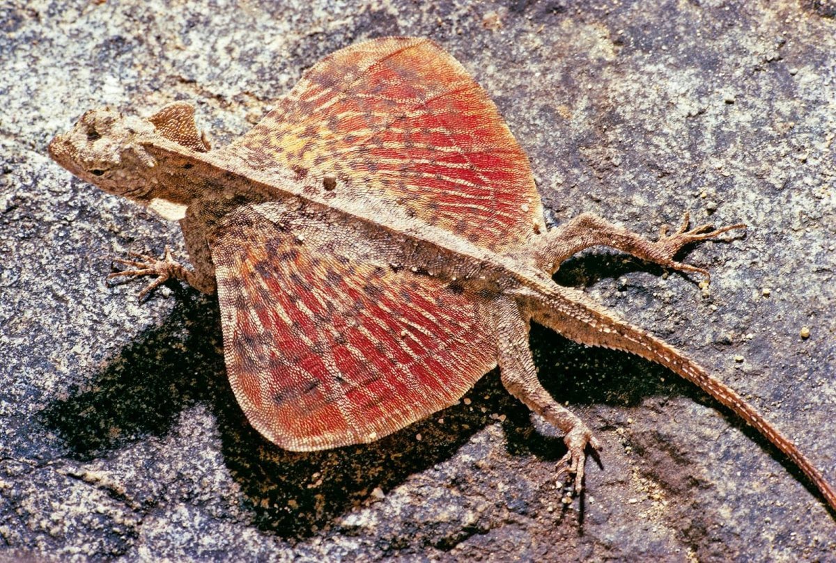 Летающий дракон (Draco volans)