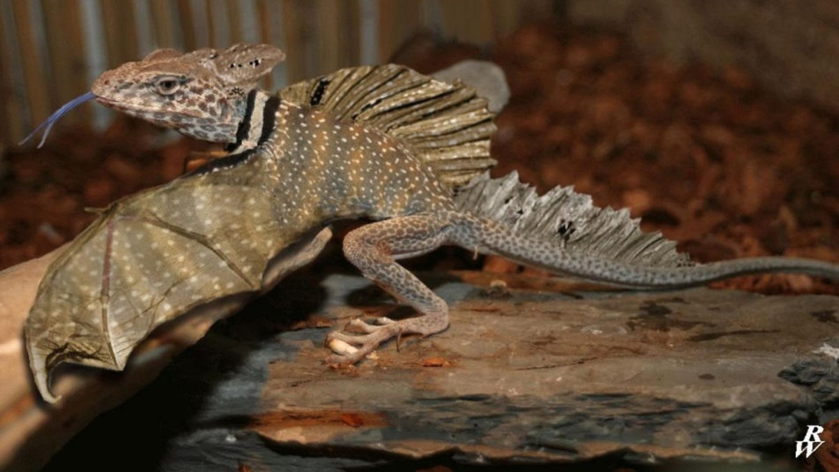 Драко Воланс