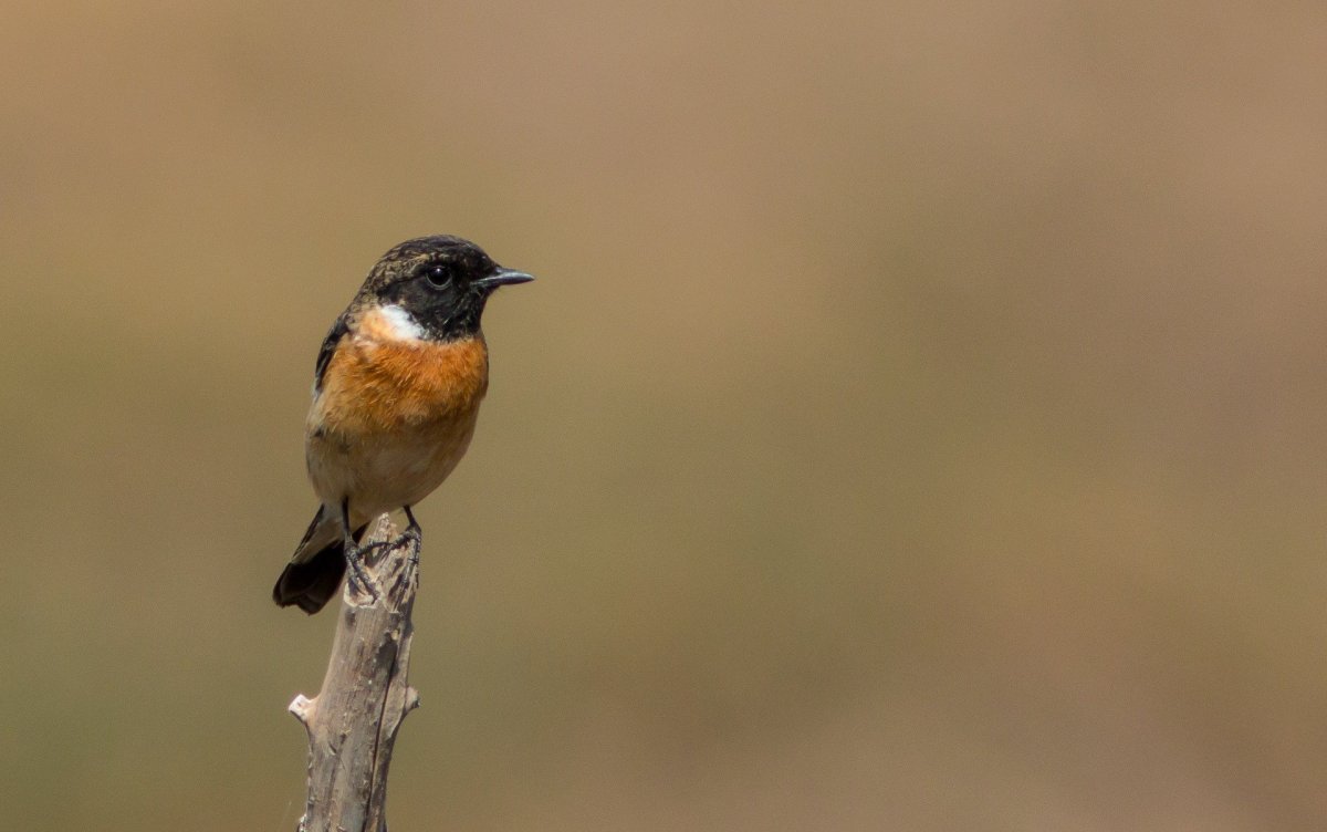 Голубая сиалия голубой Зяблик